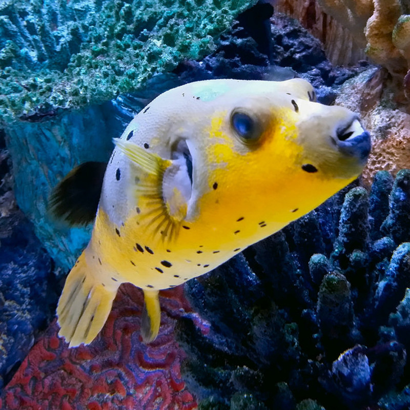 Arothron citrinellus : 15-20 cm  