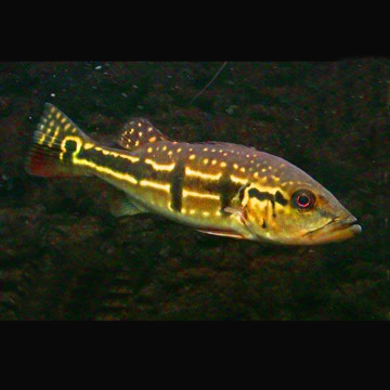 Cichlasoma orinocensis (coloration juvénile) 5-6 cm