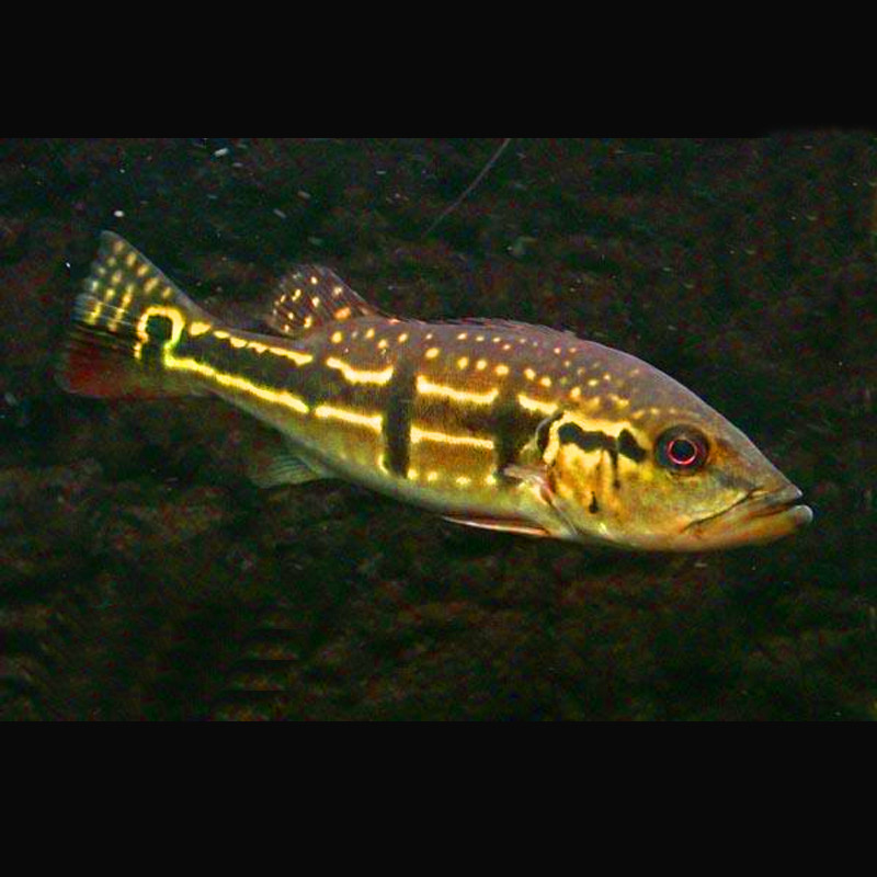 Cichlasoma orinocensis (coloration juvénile) 5-6 cm Cichlasoma orinocensis (coloration juvénile) 5-6 cm