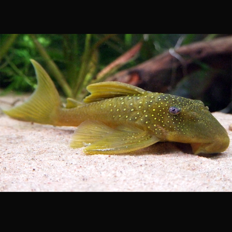 Hemiancistrus subviridis L200 10 cm