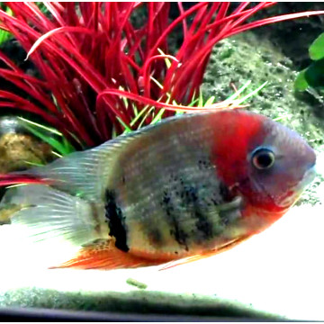 Heros fasciatus rood F1 4-5 cm 