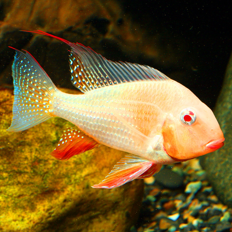 Acarichthys Heckelii albinos 8-10cm 