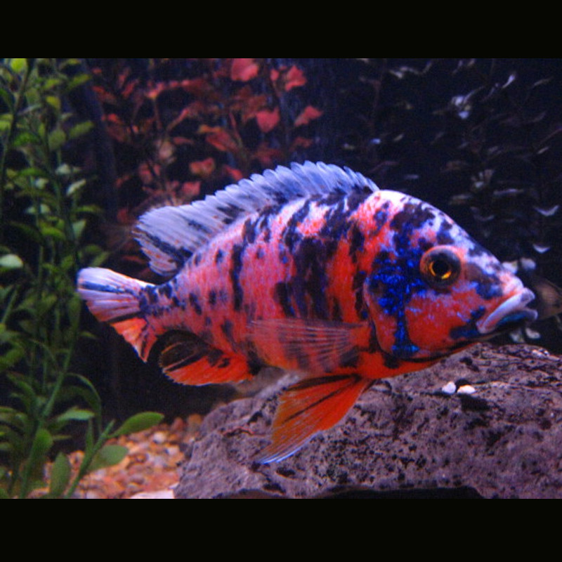 Aulonocara Calico OB 8-10 cm koppel