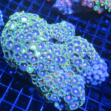 Zoanthus vert et orange 10-15 cm 87,50 € Poissondor