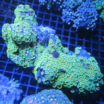 Zoanthus vert et orange 10-15 cm 87,50 € Poissondor