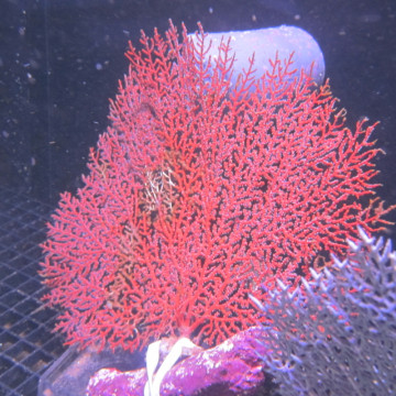 Gorgone commune (symbiotoque) 12-15 cm 18,50 € Poissondor