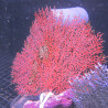 Gorgone commune (symbiotique) 12-15 cm