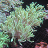 Sinularia Flexibilis Green Australia 8-10 cm