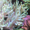 Sinularia flexibilis vert Australie 8-10 cm