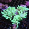 Sinularia Flexibilis Green Australia 8-10 cm