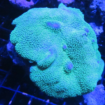 Rhodactis mussoides verts (10-12 cm)