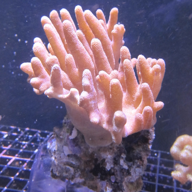 7-9 cm Gemeenschappelijk lobophtum