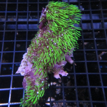 Pachyclavularia violacea vert coeur blanc 7-9 cm