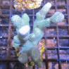 Bouture Montipora digittata vert bleuté (4-6 cm)