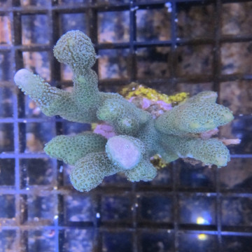 Bouture Montipora digittata vert bleuté (4-6 cm) 22,50 € Poissondor