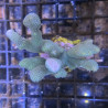 Bouture Montipora digittata vert bleuté (4-6 cm) 22,50 € Poissondor