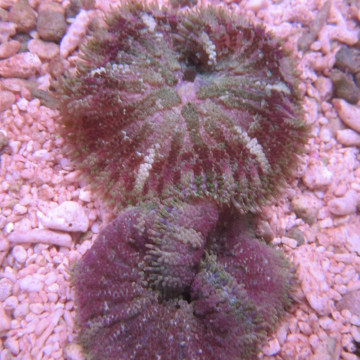 Anémone carpette naine - Stichodactyla tapetum colorés 4-5 cm