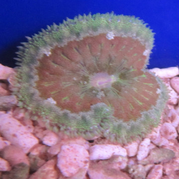 Anémone carpette naine - Stichodactyla tapetum colorés 4-5 cm