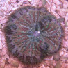 Anémone carpette naine-Stichodactyla tapetum colorés