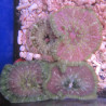 Anémone carpette naine-Stichodactyla tapetum colorés