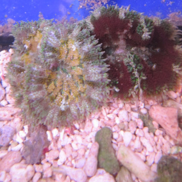 Anémone carpette naine - Stichodactyla tapetum colorés 4-5 cm