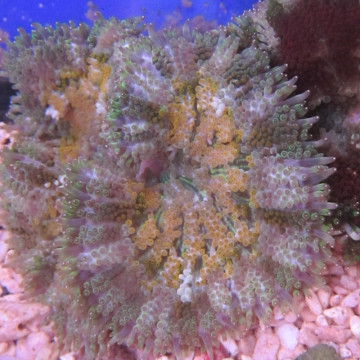 Anémone carpette naine-Stichodactyla tapetum colorés
