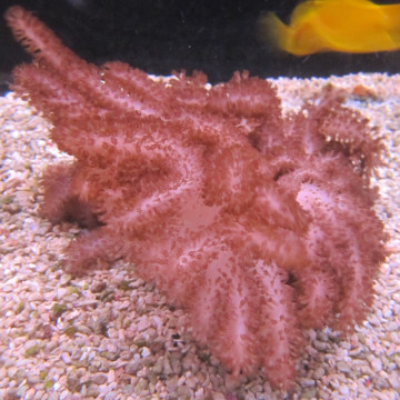 Klyxum sp (Alcyonum sp)-corail soft colt 8 CM