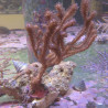 Rumphella Aggregata 10 cm