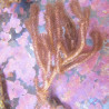Rumphella Aggregata 10 cm
