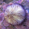Lytechinus variegatus (oursin violet) 22,00 € Poissondor