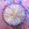 Lytechinus variegatus (oursin violet) 22,00 € Poissondor