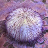 Lytechinus variegatus (oursin violet) 22,00 € Poissondor