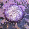 Lytechinus variegatus (oursin violet) 22,00 € Poissondor