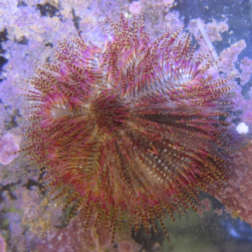 Oursin rose 24,50 € Poissondor