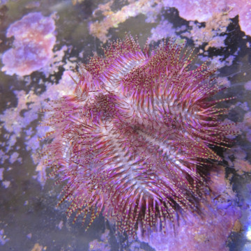 Oursin rose 24,50 € Poissondor