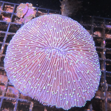 Fungia Mauve 7-8 cm