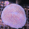 Fungia Mauve 7-8 cm