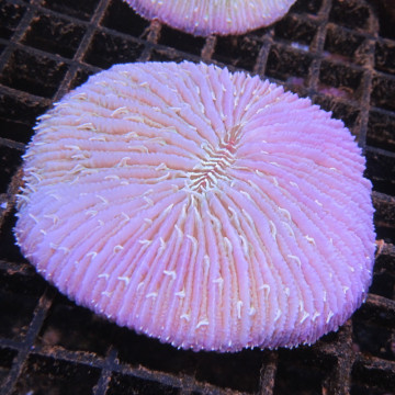 Fungia Mauve 7-8 cm