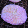 Fungia Mauve 7-8 cm