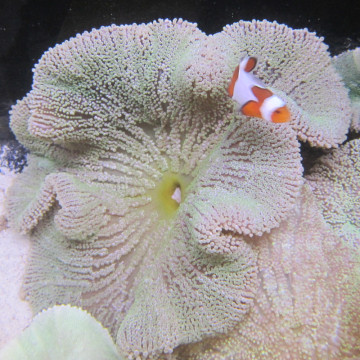 Stichodactyla Haddoni - Anemone Light Green Carpet (12-15 cm)