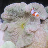 Stichodactyla haddoni - anémone carpette vert clair (12-15 cm)
