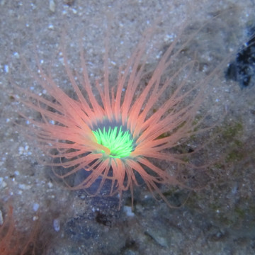 Cerianthus sp-Cerianthe Orange