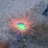 Cerianthus sp-Cerianthe Orange