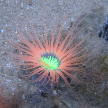 Cerianthus sp-Cerianthe Orange