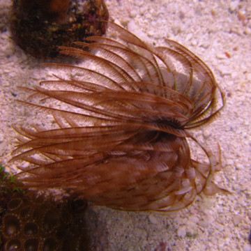 Megalomma vesiculosum lanigera - Spirographe commun  par 2