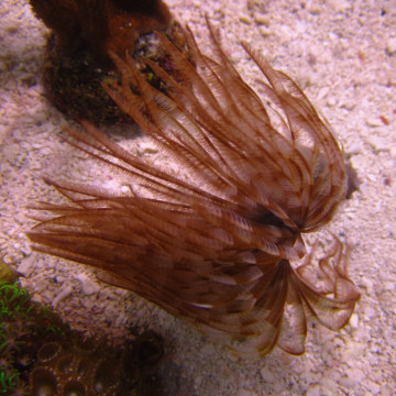 Megalomma vesiculosum lanigera - Spirographe commun  par 2