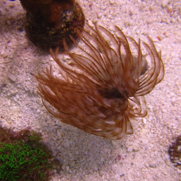 Megalomma vesiculosum lanigera - Spirographe commun  par 2