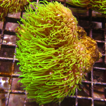 Pachyclavularia violacea vert coeur blanc 7-9 cm