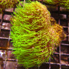Pachyclavularia violacea vert coeur blanc 7-9 cm