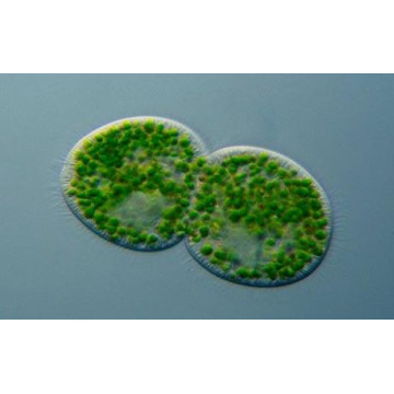Dr.Bassleer Biofish Food chlorella XL 1,2 à 1,6 mm: pour poissons de plus de 10 cm